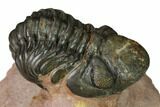 Reedops Trilobite With Nice Eyes - Lghaft , Morocco #164520-2